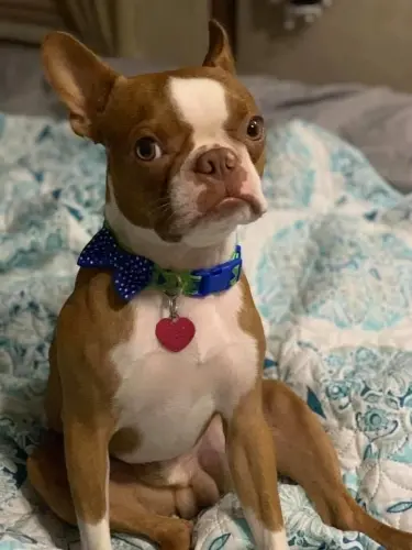Boston Terrier Reese