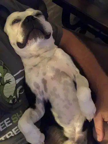 Boston Terrier chip