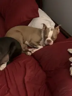 Boston Terrier miloe