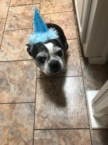 Boston Terrier oreo
