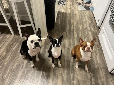 Boston Terrier thirsty-dawgs