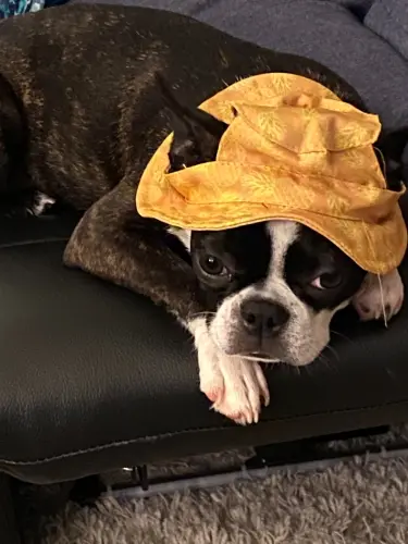 Boston Terrier tootsie